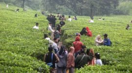Warga saat berwisata di kawasan Kebun Teh Puncak, Kabupaten Bogor, Jawa Barat, Minggu (25/12/2022). Kebun Teh merupakan salah satu destinasi tujuan wisata di kawasan Puncak bagi warga dalam mengisi libur panjang Natal dan Tahun Baru 2023. FOTO: SALMAN TOYIBI/JAWA POS