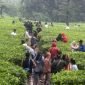 Warga saat berwisata di kawasan Kebun Teh Puncak, Kabupaten Bogor, Jawa Barat, Minggu (25/12/2022). Kebun Teh merupakan salah satu destinasi tujuan wisata di kawasan Puncak bagi warga dalam mengisi libur panjang Natal dan Tahun Baru 2023. FOTO: SALMAN TOYIBI/JAWA POS