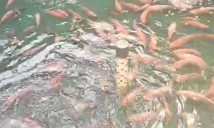 foto slider headline